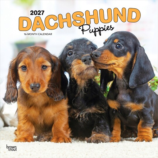 BrownTrout; Dachshund Puppies | 2027 12 x 24 Inch (Hanging) Monthly Square Wall Calendar | Plastic-Free; Category:Wall Calendars; Image:1